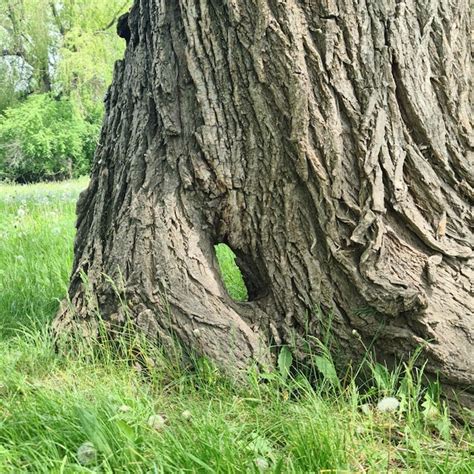 Uma árvore um buraco no tronco que diz a palavra árvore Foto Premium