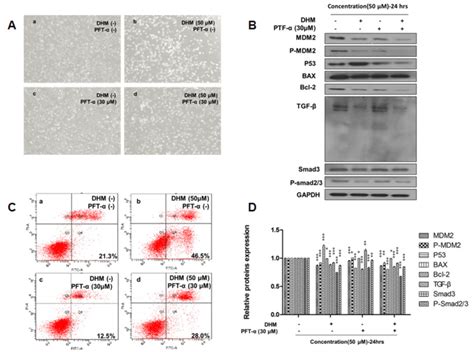 Dhm Induces Apoptosis By Activation Of P53 In Hepg2 Cells A Hepg2 Download Scientific Diagram