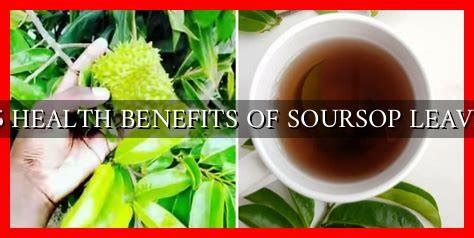 Health Benefits Of Soursop Leaves Wadaef