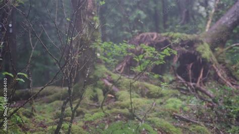 Aokigahara Japans Suicide Forest Misty Rainy Day In Woodland Scene