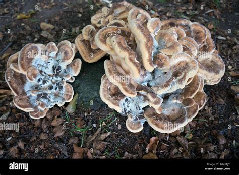 Layered Fungus Hi Res Stock Photography And Images Alamy