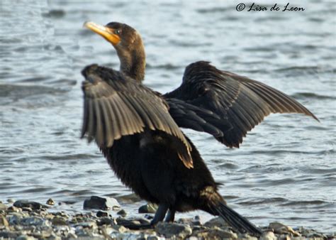 Birding With Lisa De Leon Double Crested Cormorant