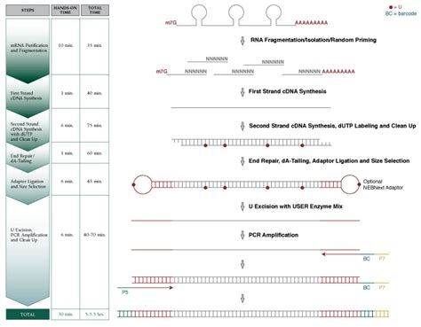 Nebnext® Ultra™ Directional Rna Library Prep Kit For Illumina® Neb