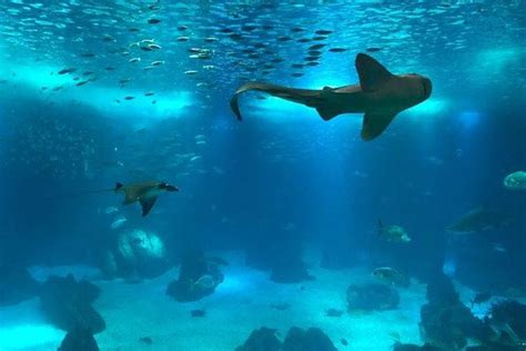 TripAdvisor | Oceanario de Lisboa Skip-the-Line Entrance Ticket ...