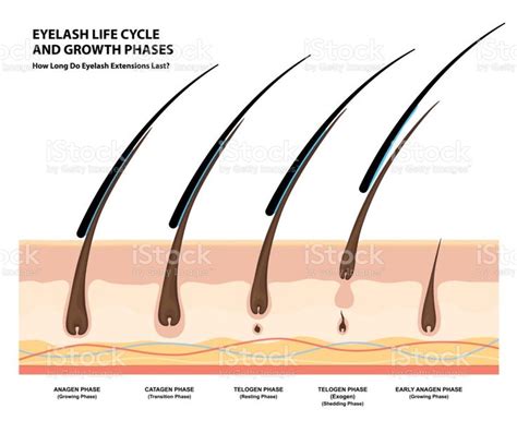 Eyelash Life Cycle And Growth Phases How Long Do Eyelash Extensions