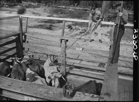 Cattle In Stockyards  449 5 Kb