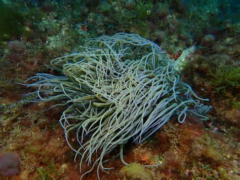 Snakelocks Anemone From Platja Mar Menuda Av Mar Menuda