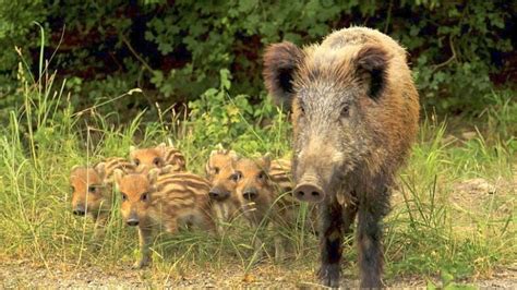 Wenn Man Ein Wildschwein In Berlin Trifft So Verh Lt Man Sich Richtig