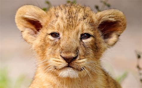 🔥 70 Lion Cub Wallpapers Wallpapersafari