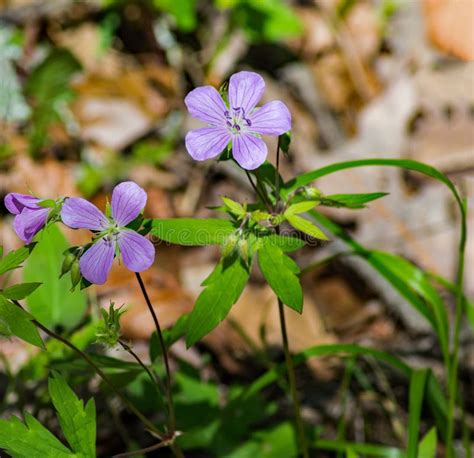 Wild Geraniums Geranium Maculatum Stock Photo Image Of American