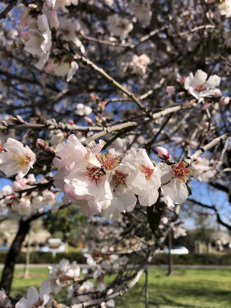 Wake Up And Smell The Almond Blossom Joanna Maissel The Blogs