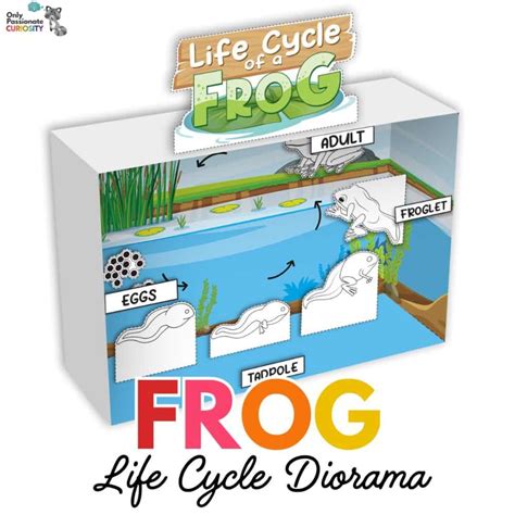 Free Frog Life Cycle Diorama Craft Free Homeschool Deals