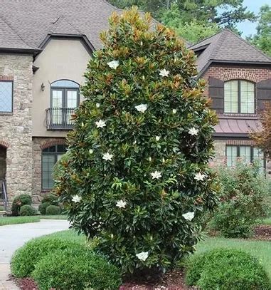 Landscape Shrubs Trees Metairie New Orleans