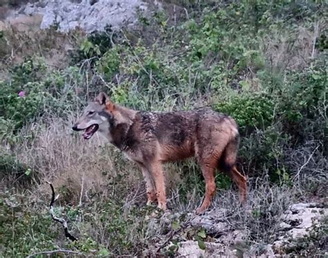 Il Grande Ritorno Del Lupo Nel Salento Dopo Un Secolo Imparare A