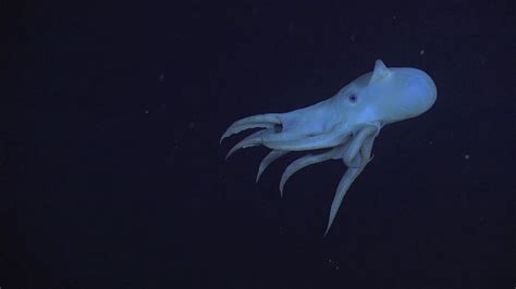 All About Grimpoteuthis, the Dumbo Octopus