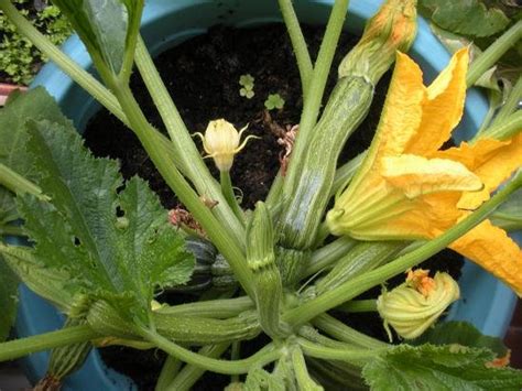 Comment Faire Pousser Un Plant De Courgette Dans Un Pot Haustiersos