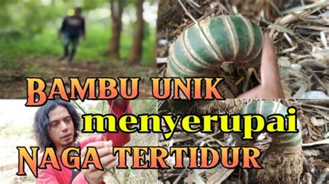 Segera Ambil Bambu Ini Pemikat Wanita Terkuat Simak Agar Tidak Gagal