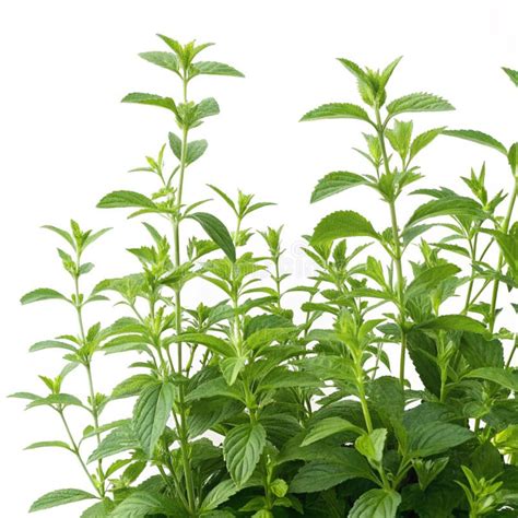 Lush Green Plant Growth On Transparent Background Stock Illustration