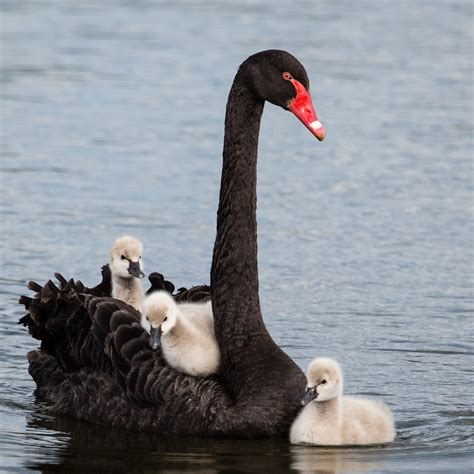 Black Swan with cygnets | Cygnus atratus. I think this is th… | Flickr