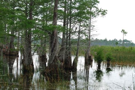 Free picture: swamp, water, landscape