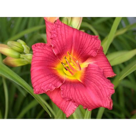 Daylilies, Daylily Bulbs, Reblooming Daylilies, Double Blooming ...