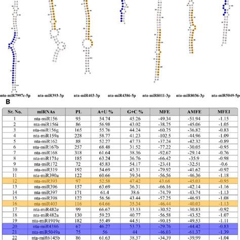 A Rna Secondary Structures This Section Describes Rnafold Predicted