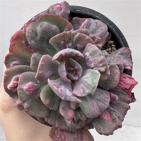 Echeveria Beyonce Rainbow Variegated Dk Succulents Korea Rare