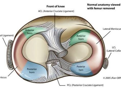 The Injury Zone Basic Anatomy And Function Of The Meniscus