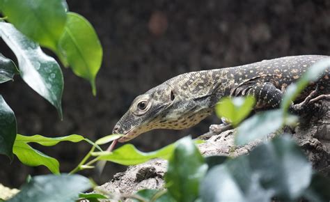 Bioparc Fuengirola Hace Balance De Un A O Repleto De Historias Y