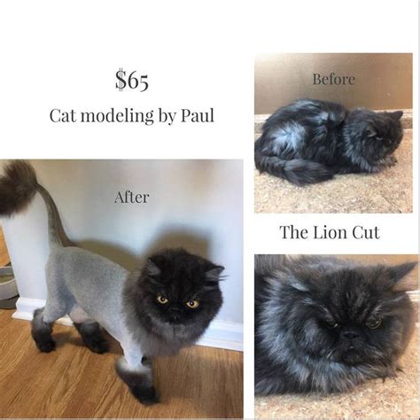 The Main Lion Cat Grooming Salon - CAT GROOMING PHOTOS Before and After