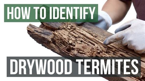 Drywood Termites Types Threats And Treatments Treat Termites