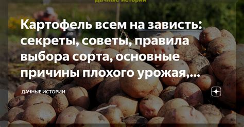 Картофель всем на зависть: секреты, советы, правила выбора сорта ...