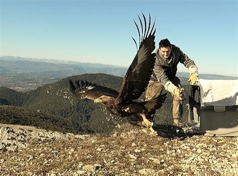 Un Jeune Aigle Royal Pris En Charge Par Le Centre De Sauvegarde De