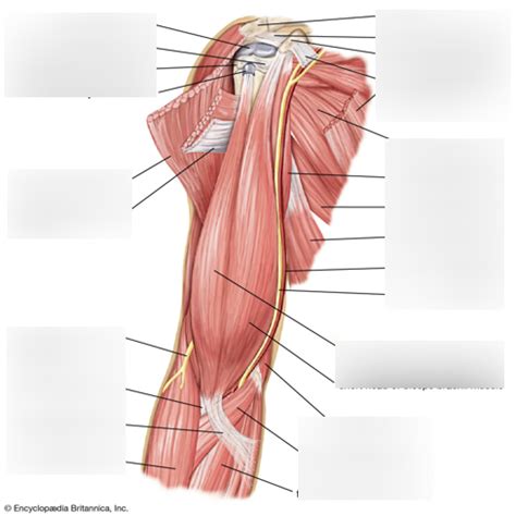 arm muscle unit 7 Diagram | Quizlet