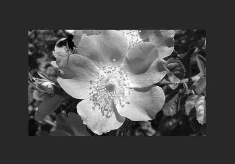 Simulate Bitmap Mode In Photoshop For E Ink Photo Preparation Graphic