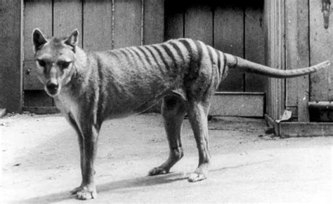 Qui était le tigre de Tasmanie Pourquoi a t il disparu