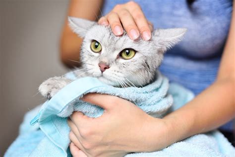 Survival Of The Fittest How To Safely Bathe Your Cat ASPCA Pet