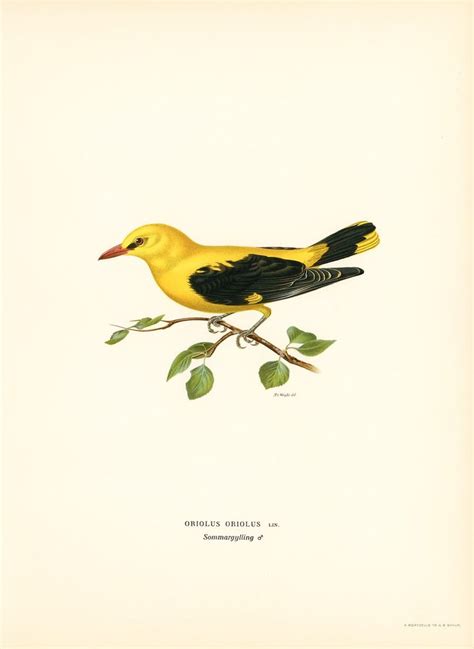 Eurasian Golden Oriole Male Oriolus Oriolus Bird Illustrated By The