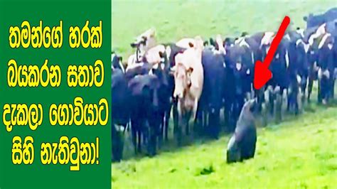 තමන් ගේ හරක් බයකරන සතාව දැක්ක ගොවියට සිහි ය නැතිවුනා Mysterious