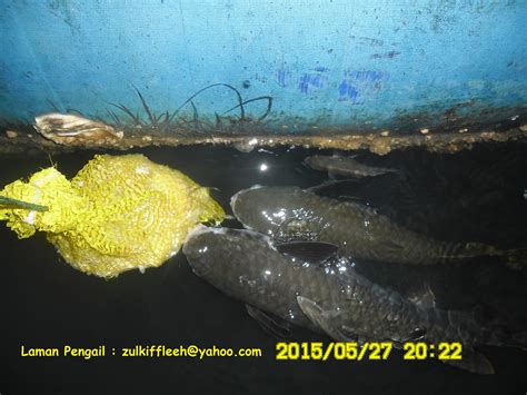 Laman Pengail Teknik Pancing Ikan Tamok Mullet Fish Teknik Yang