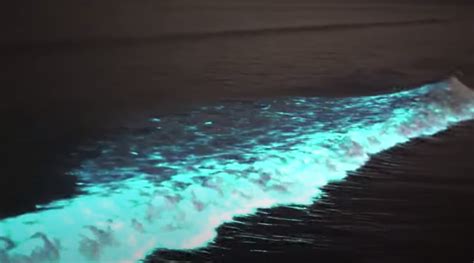 Glowing waves crash onto California beaches thanks to the red tide – BGR