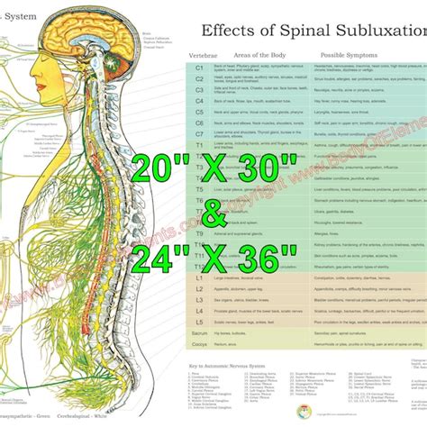 Spinal Innervation Chart Etsy