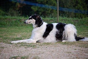 Borzoi - Wikipedia