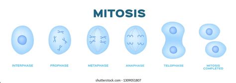 Cell Division Mitosis Stock Vector Image The Best Porn Website