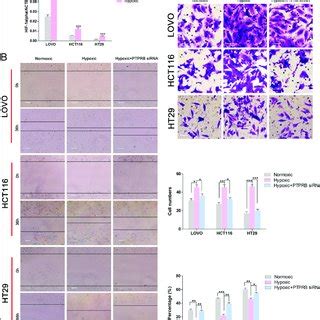 A The Expression Level Of Ptprb In Lovo Hct And Ht Cells After