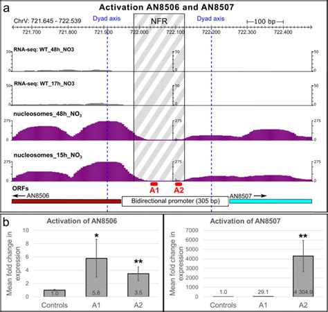 Targeting Of Vpr Dcas9 To A Bidirectional Promoter And Activation Of Download Scientific