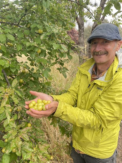 How To Identify Harvest And Preserve Feral Plums In Australia — Wild