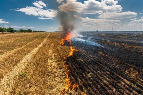 Pożary podczas żniw jak zapobiegać pożarom zboża i maszyn