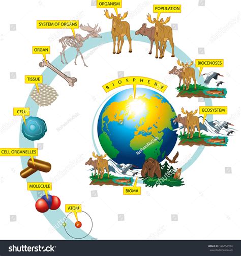 Hierarchy Biological Organization Stock Vector 126853934 - Shutterstock