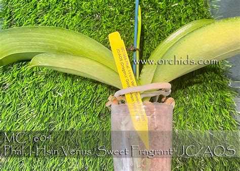 Phal. I-Hsin Venus 'Sweet Fragrant' JC/AOS (Dragons' Gold x I-Hsin ...